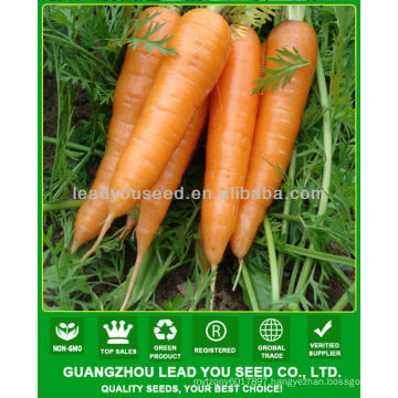 JCA02 uniform shape five inch carrot seeds, carrot seeds price